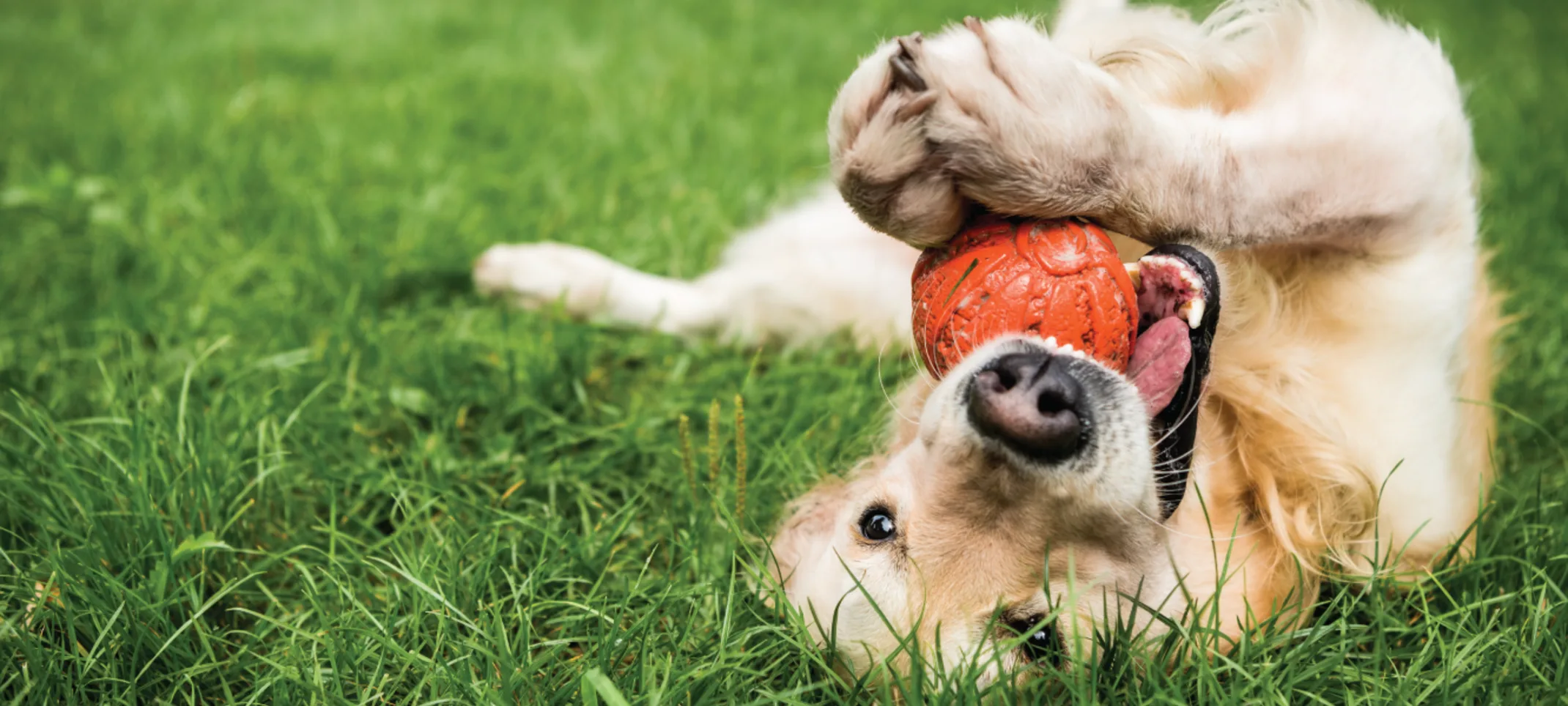 Dog with Ball Rolling in Grass